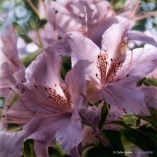 Схема вышивки «цветы 22»