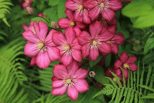 клематис - зелень, клематис, сад, цветы, лиана - оригинал