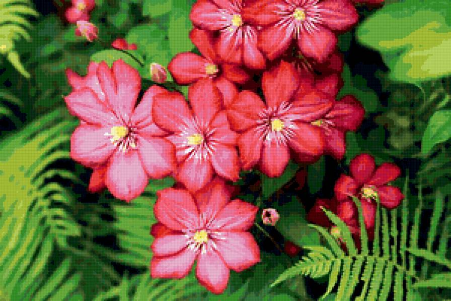 клематис - сад, зелень, цветы, лиана, клематис - предпросмотр