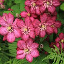 Схема вышивки «клематис»