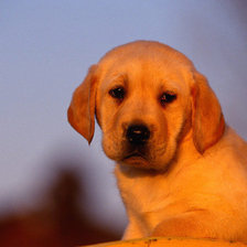 Схема вышивки «Щенок»