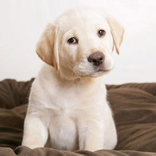 Схема вышивки «Щенок»