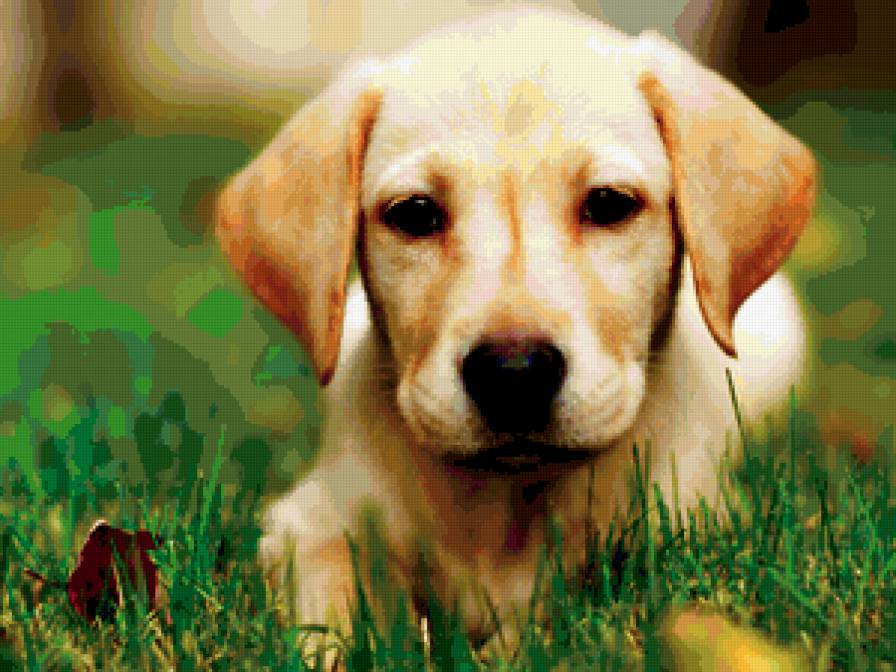 Щенок - собачки - предпросмотр