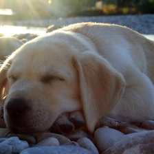 Спящая собачка