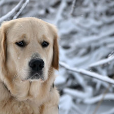 Схема вышивки «Собачка»