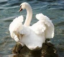 Схема вышивки «№286459»