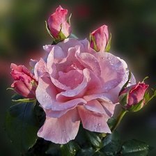 Схема вышивки «роза»