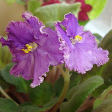 Схема вышивки «фиалка»