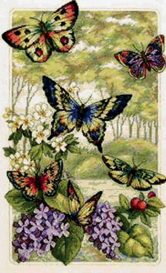 бабочки - бабочки - предпросмотр