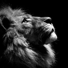 Схема вышивки «Серия ЖИВОТНЫЕ. Царь зверей»