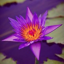 Схема вышивки «Цветок»