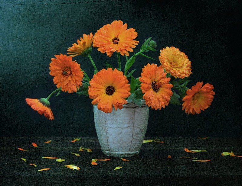 календула - цветы - оригинал