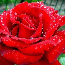 Схема вышивки «№287176»