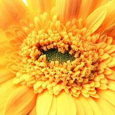 гербера желтая