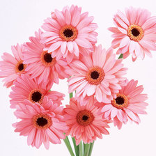 Схема вышивки «цветы»