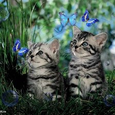 Схема вышивки «Котики на прогулке»