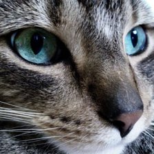 Схема вышивки «Кот»