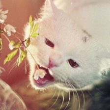 Схема вышивки «Обоятельный котик»