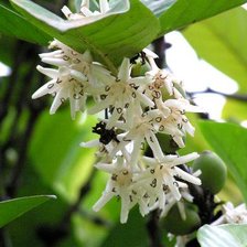 Схема вышивки «Робуста»