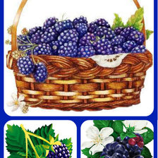 сюжет для кухни