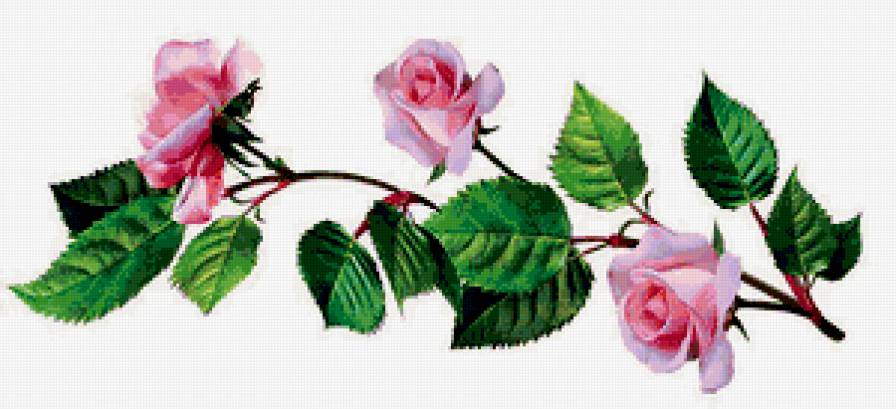 Розовая роза - роза - предпросмотр