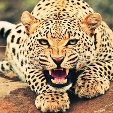 Схема вышивки «леопард»