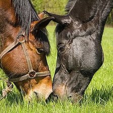 Схема вышивки «Пара»