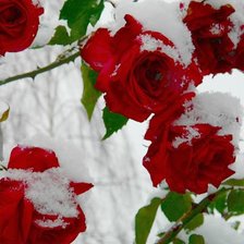 Схема вышивки «№287540»