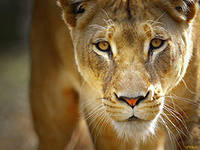 Схема вышивки «№287629»