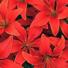 Схема вышивки «цветы»