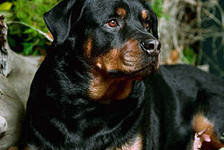 Схема вышивки «№287663»