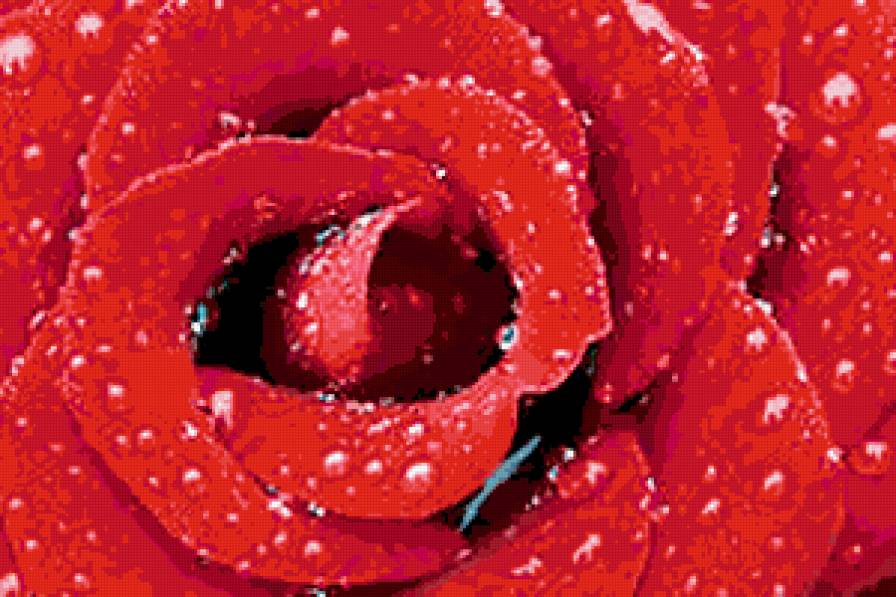 №287673 - цветы, розы, букеты - предпросмотр