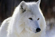 Схема вышивки «№287705»