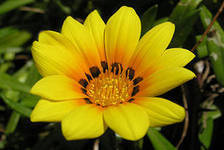 Схема вышивки «№287737»