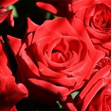 Схема вышивки «РОЗА АЛАЯ»