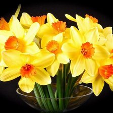 Схема вышивки «Нарцысы»