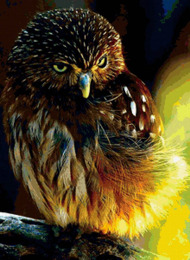 Совушка - птицы, сова - предпросмотр