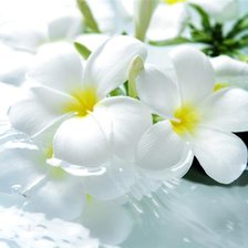 Схема вышивки «белые цветы»