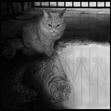 Схема вышивки «Серия КОШКИ. Котик»