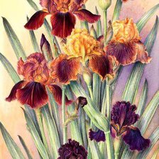 Схема вышивки «№288160»