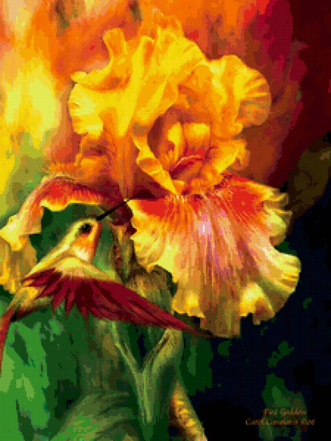 ирис - ирис, калибри - предпросмотр