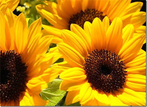 яркость - подсолнухи - оригинал