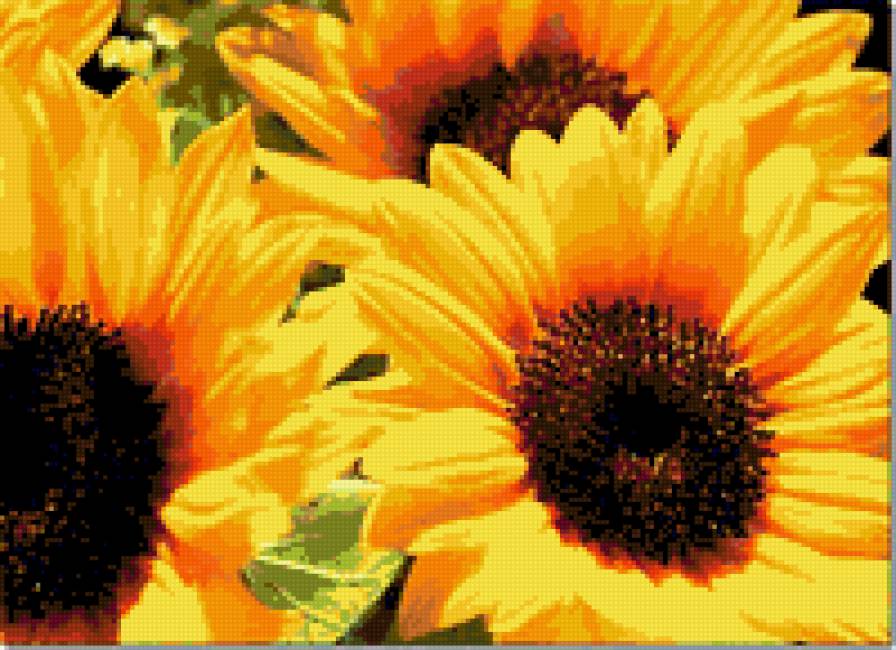 яркость - подсолнухи - предпросмотр