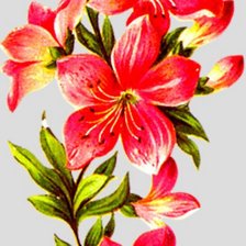 Схема вышивки «лилия»