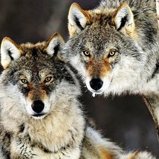 Схема вышивки «волки»