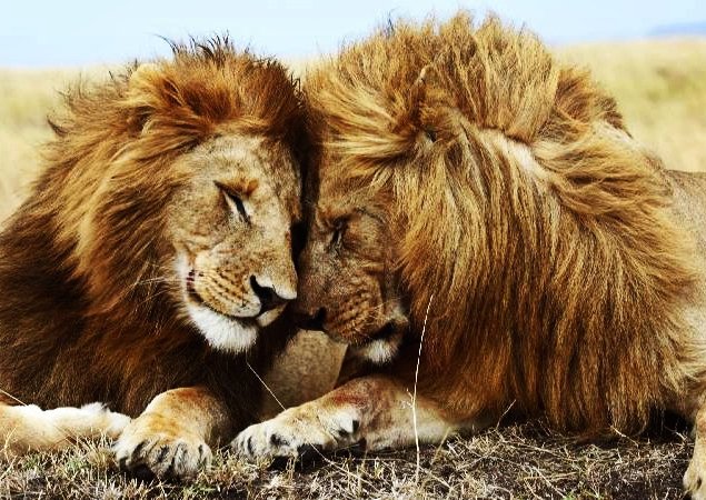 лев и львица - оригинал