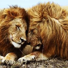 лев и львица
