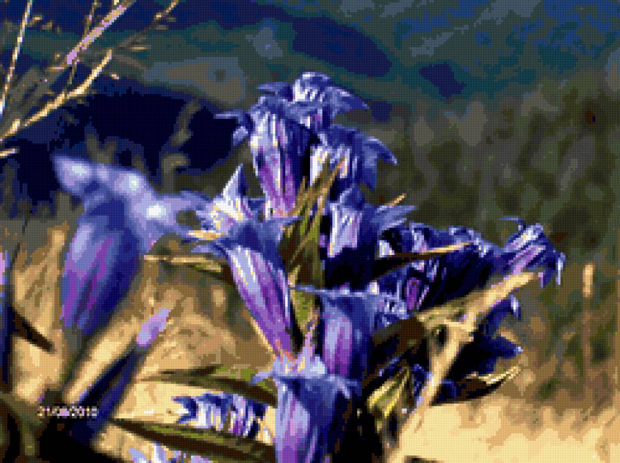 Квітка Карпат - квіти - предпросмотр