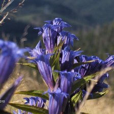 Схема вышивки «Квітка Карпат»