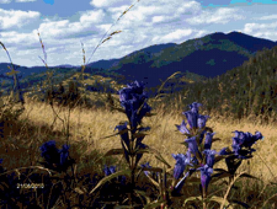 Карпати - квіти - предпросмотр